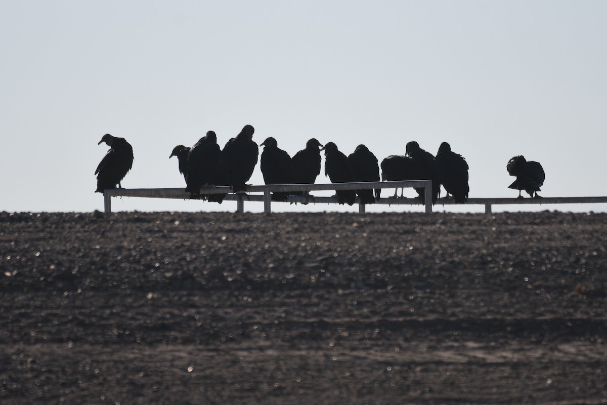 Urubu noir - ML645303361