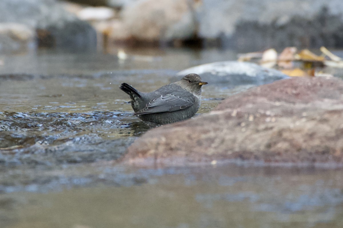 Ur-zozo iparramerikarra - ML645303378