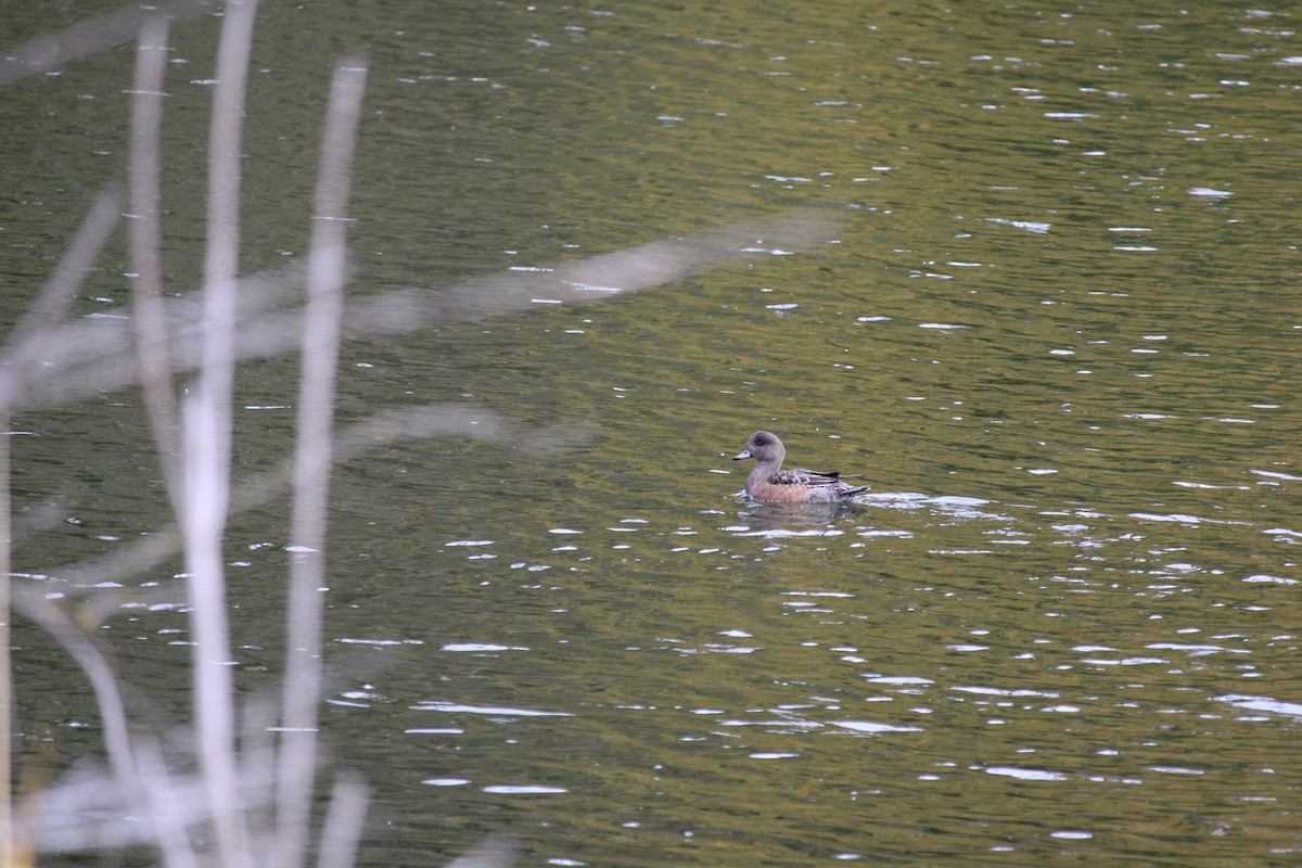 Свищ американський - ML645303386