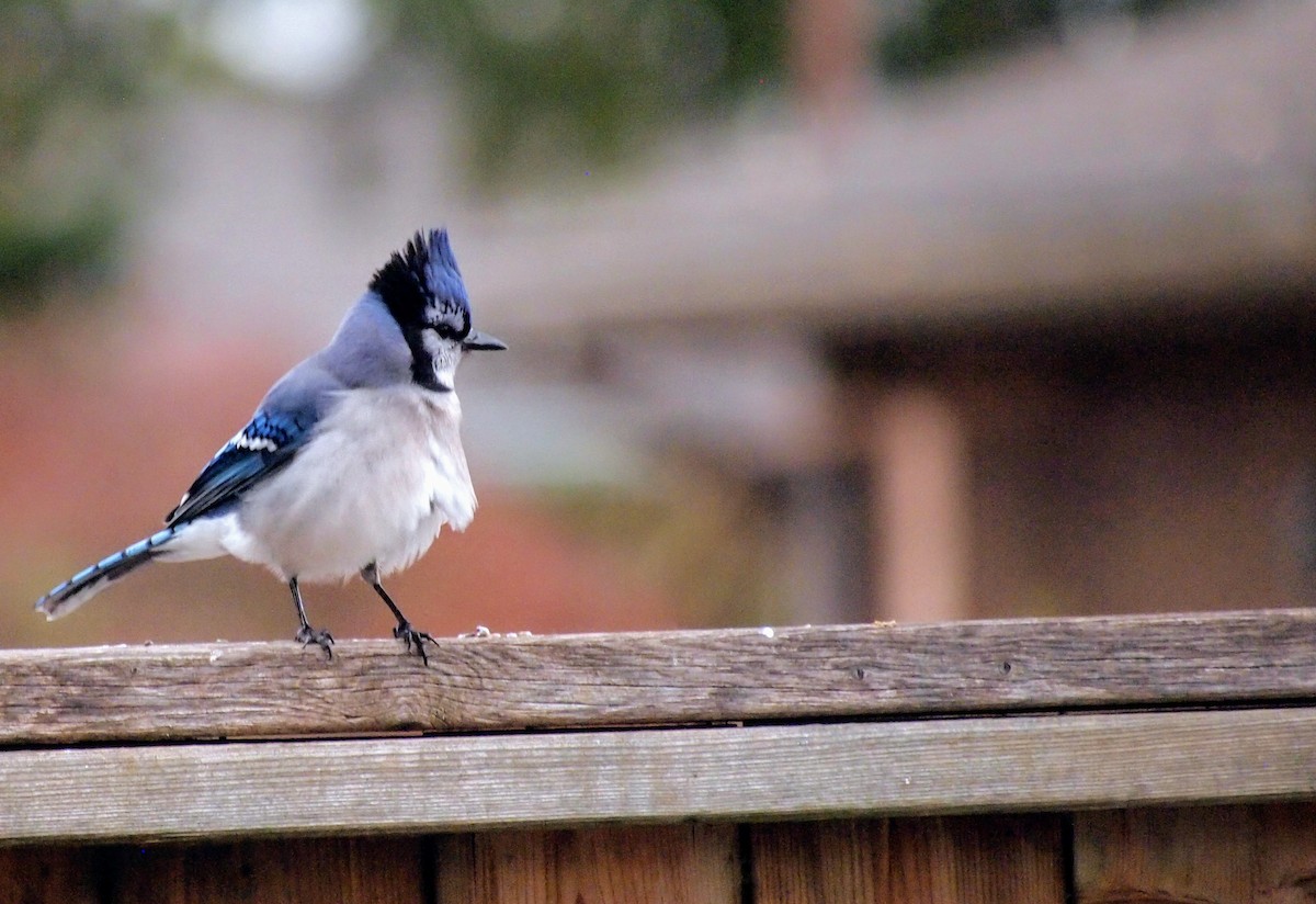 Blue Jay - ML645303394