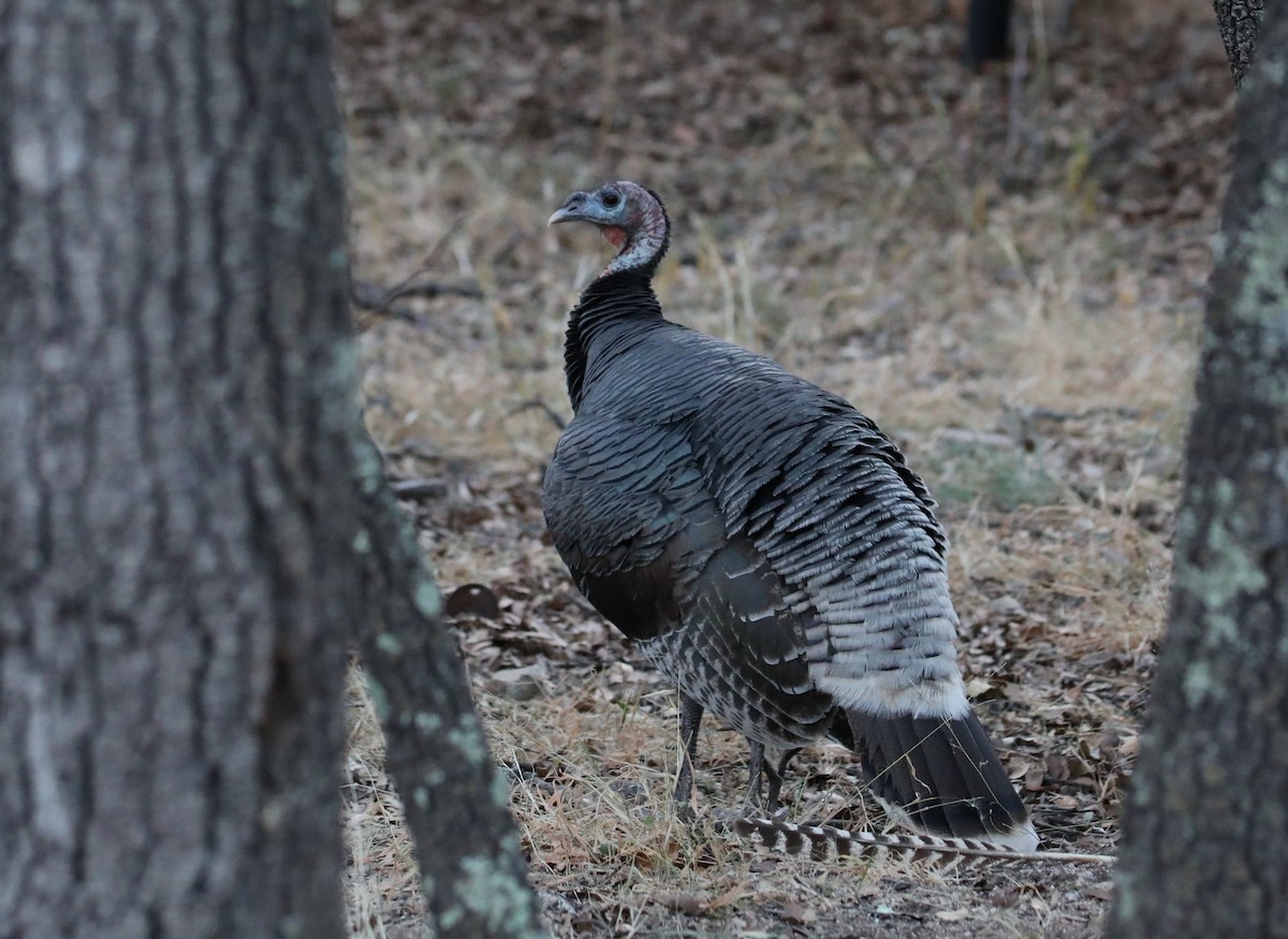 krocan divoký - ML645303404