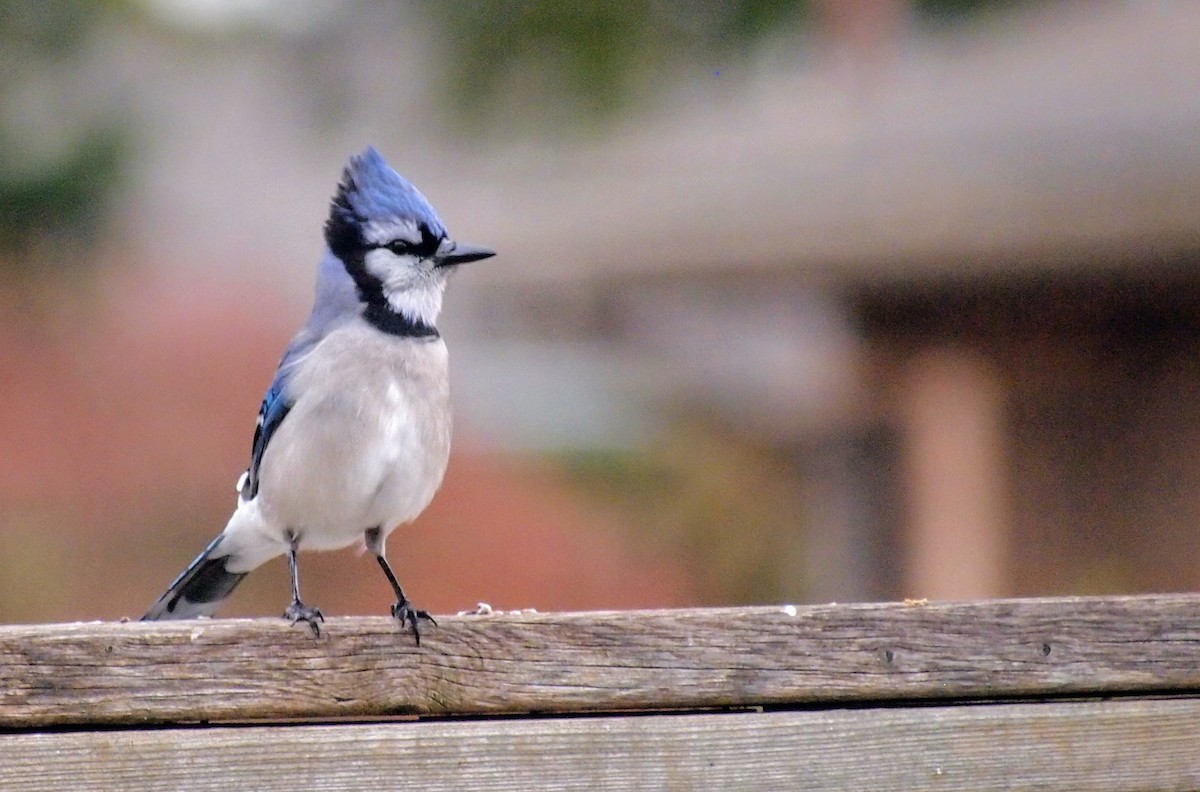 Blue Jay - ML645303405