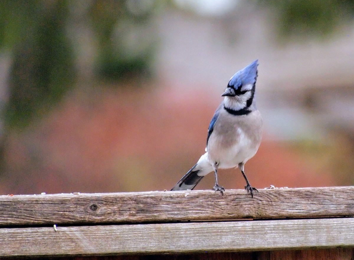 Blue Jay - ML645303412