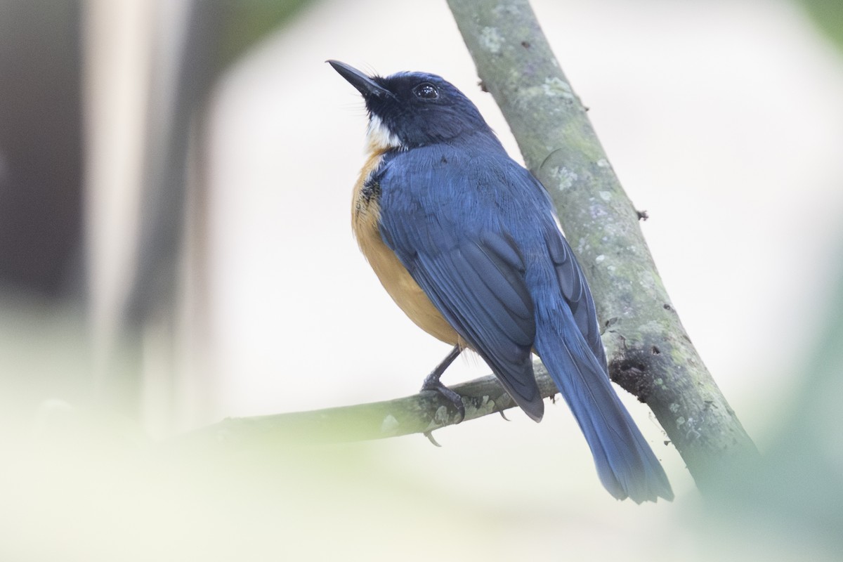 Sulawesi Blue Flycatcher (Tanahjampea) - ML645303413