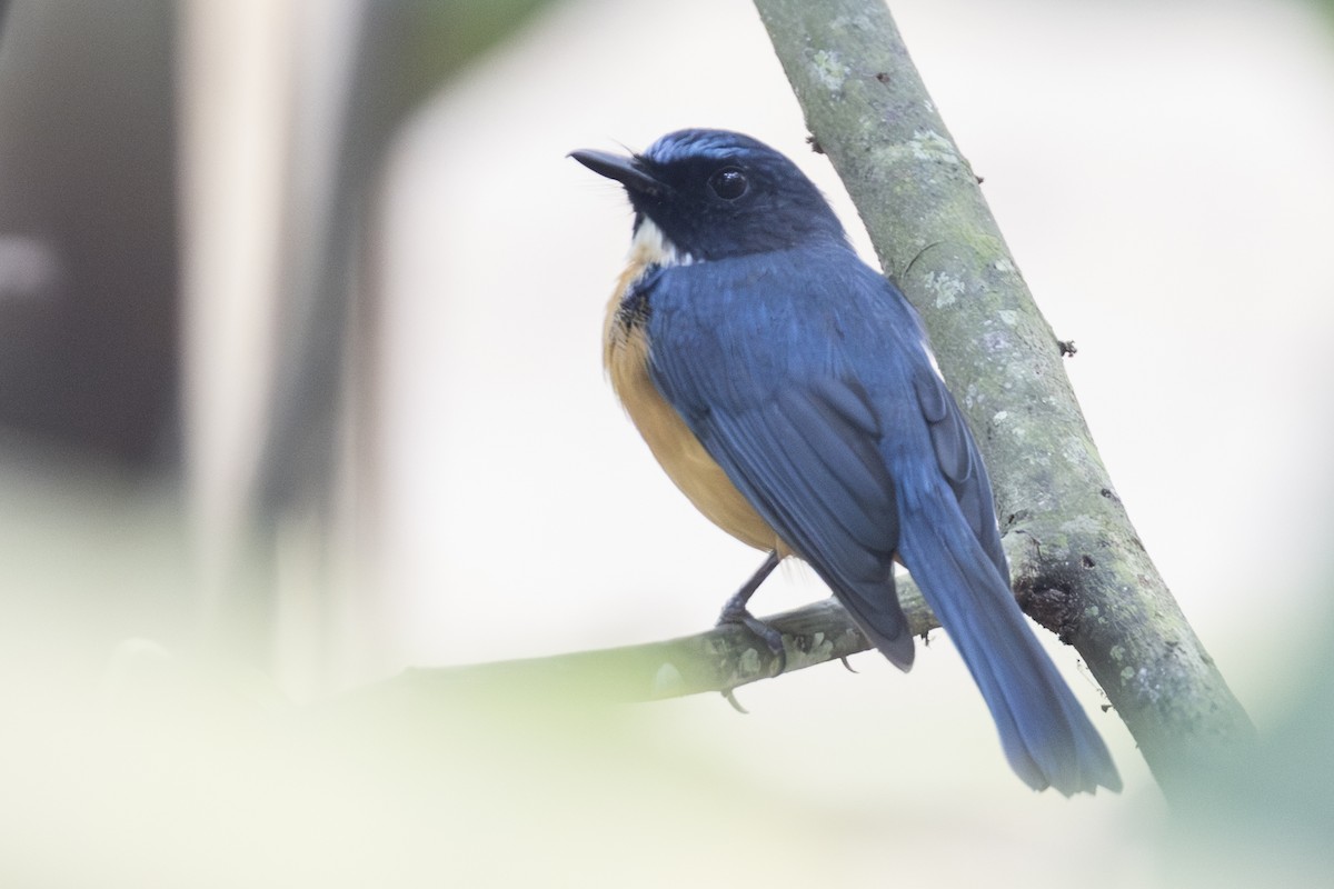 Sulawesi Blue Flycatcher (Tanahjampea) - ML645303414