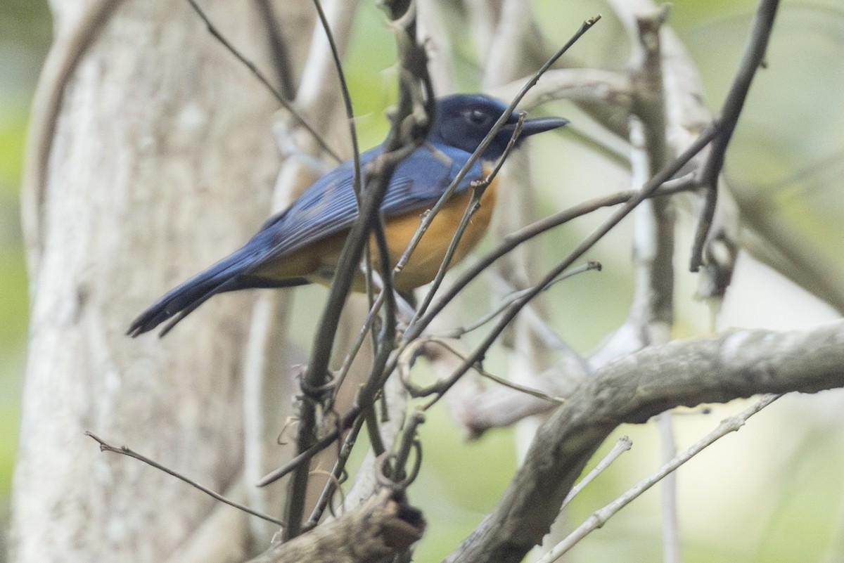 Sulawesi Blue Flycatcher (Tanahjampea) - ML645303415