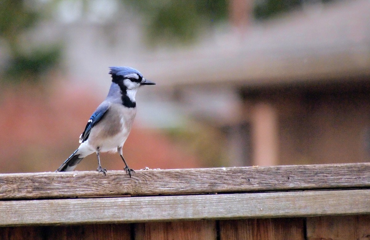 Blue Jay - ML645303417