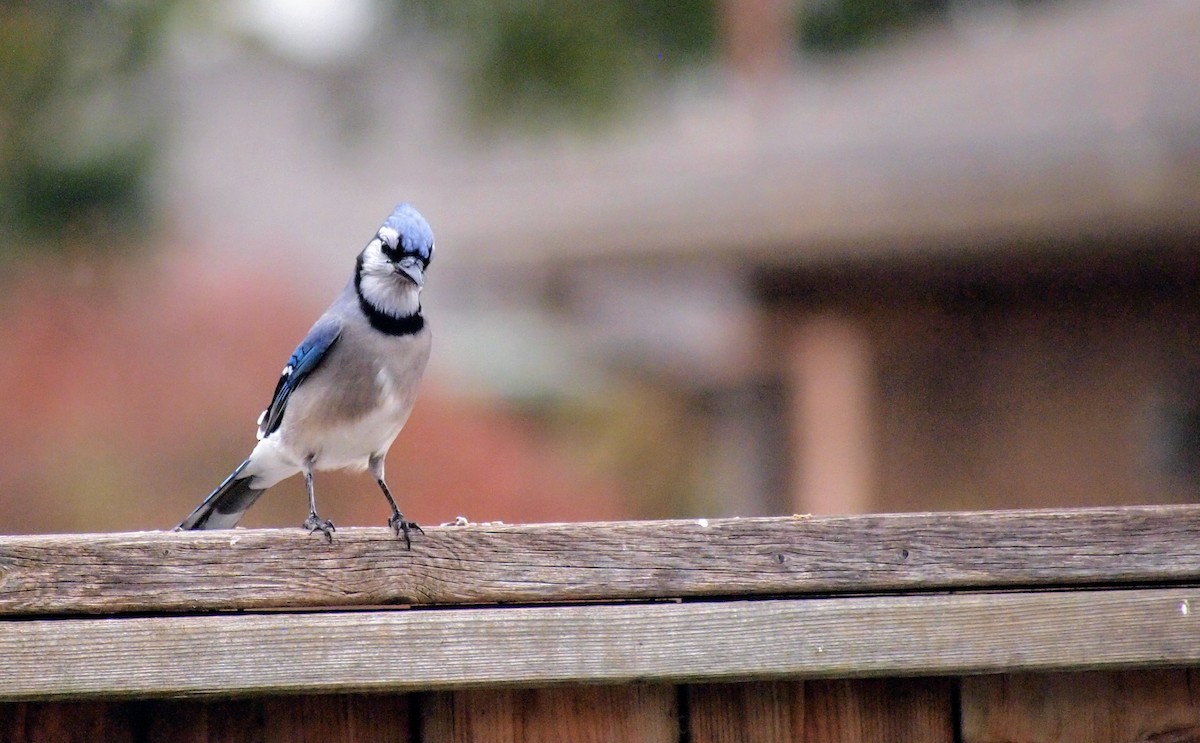 Blue Jay - ML645303421