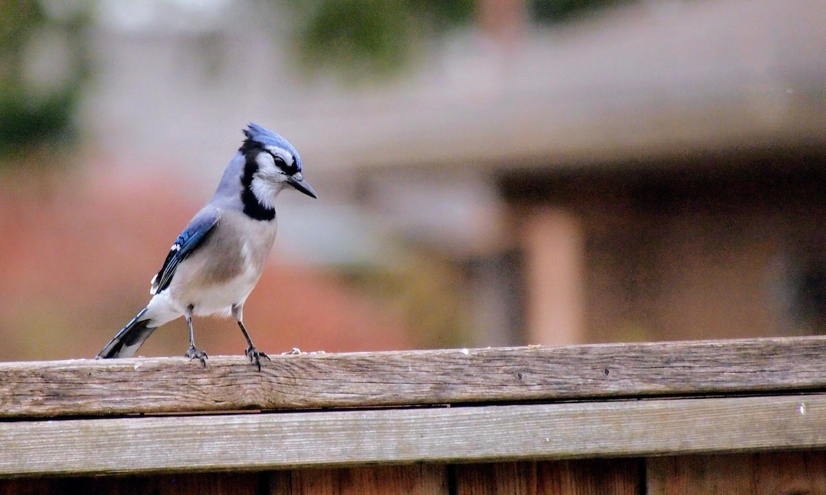 Blue Jay - ML645303427