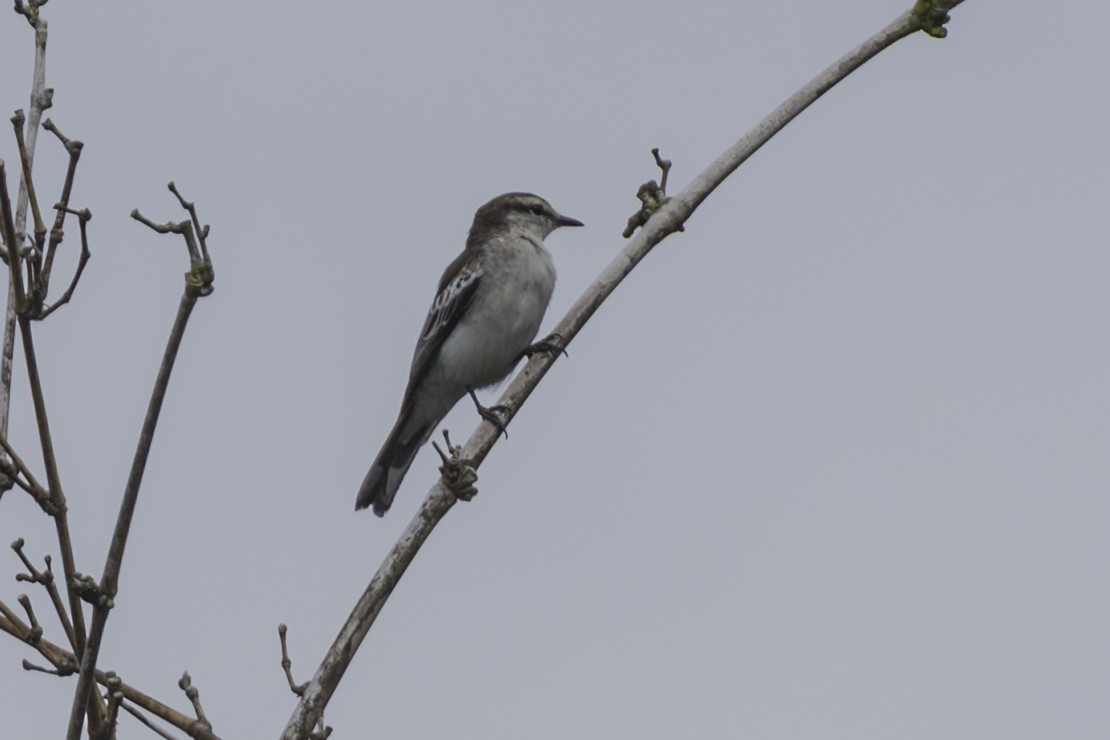 White-shouldered Triller - ML645303455