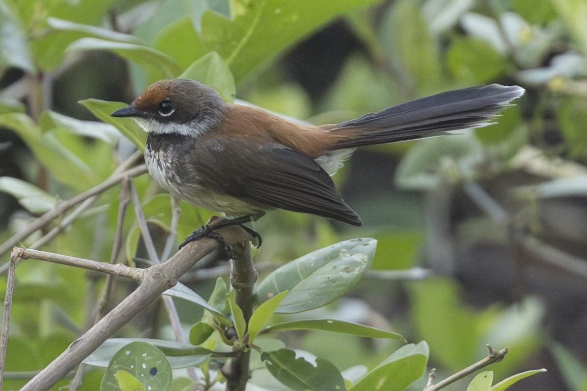 Supertramp Fantail - ML645303477