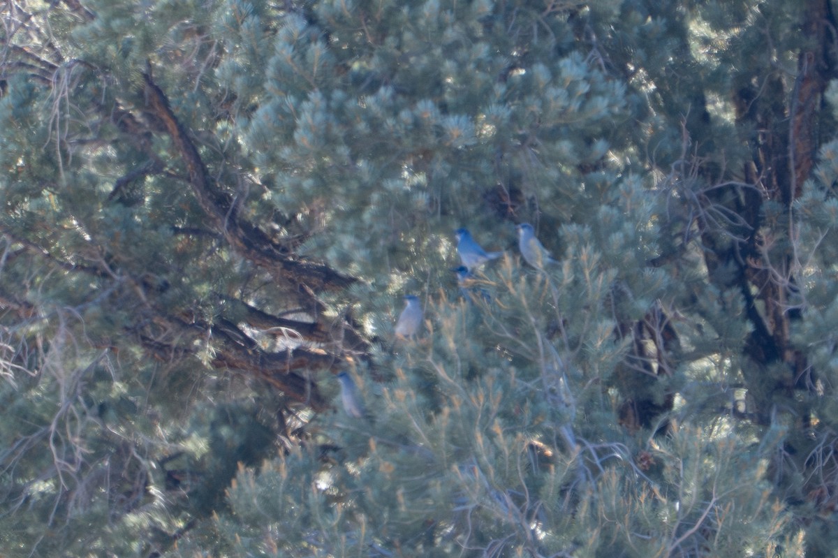 Pinyon Jay - ML645303480