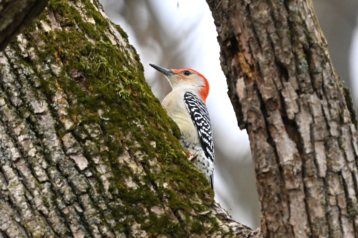 Red-bellied Woodpecker - ML645303491