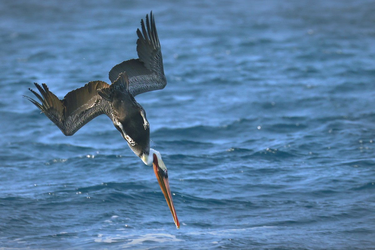 Pelikano arrea - ML645303493