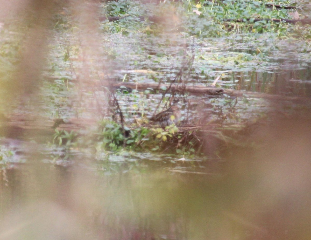 Wilson's Snipe - ML645303495