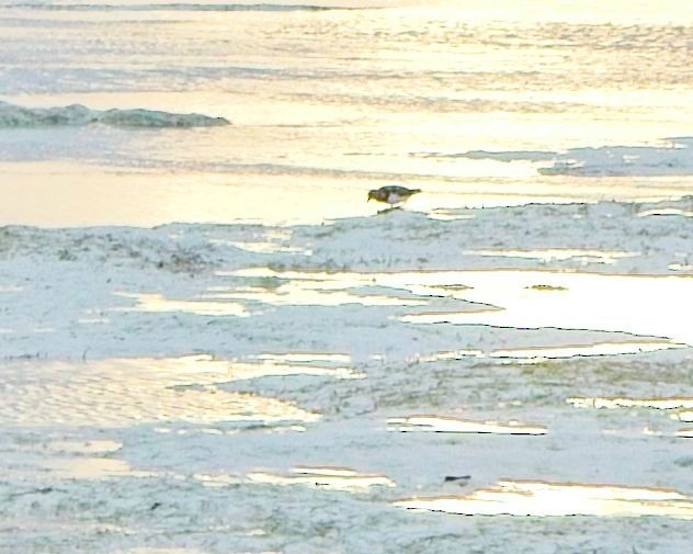 kamenáček pestrý - ML645303496