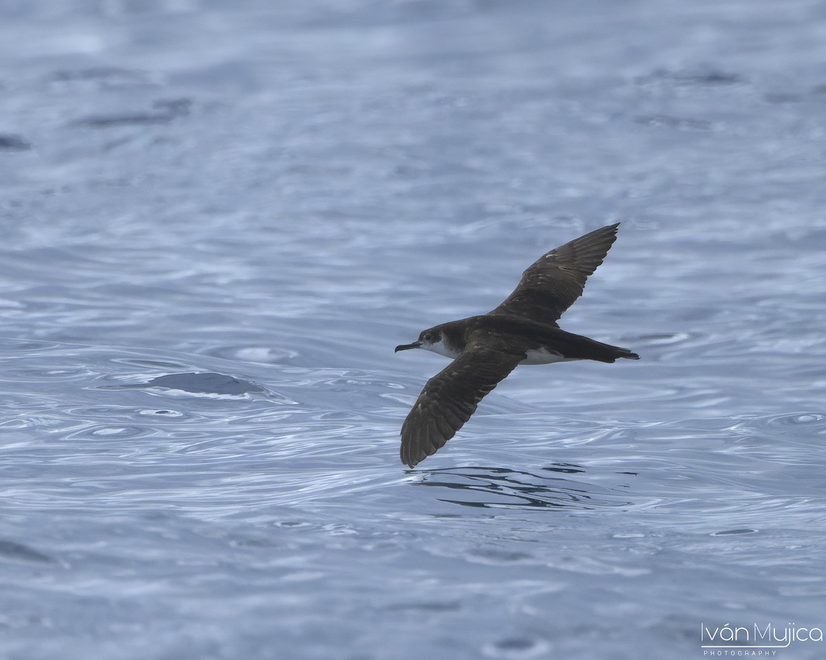 Manx Shearwater - ML645303497