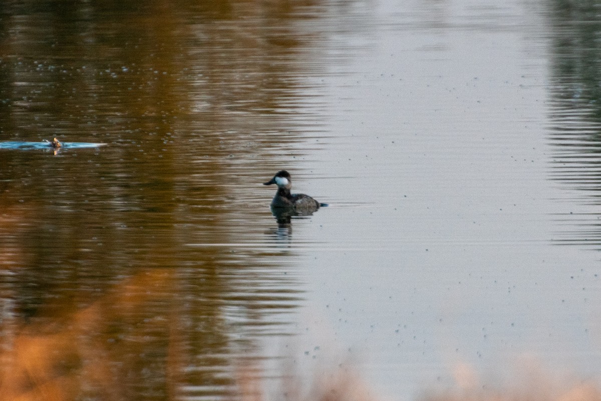 kobberand - ML645303501