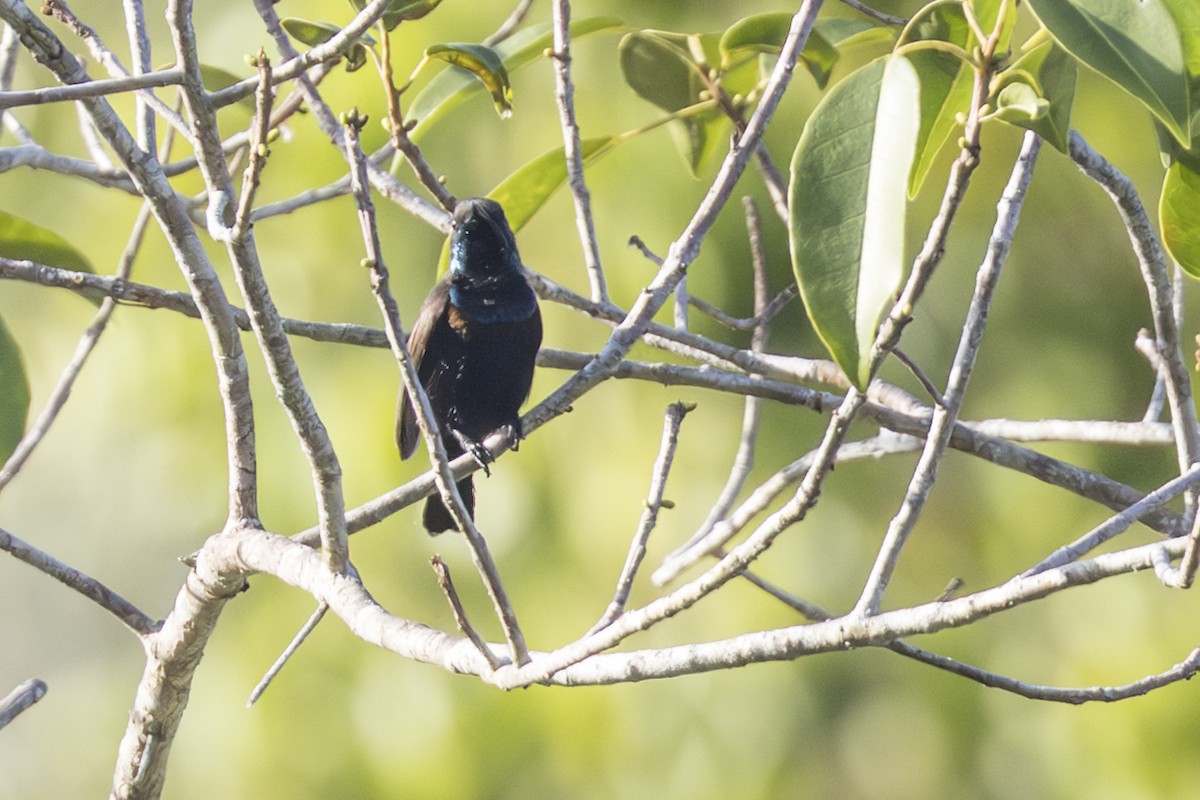 Flores Sea Sunbird - ML645303502