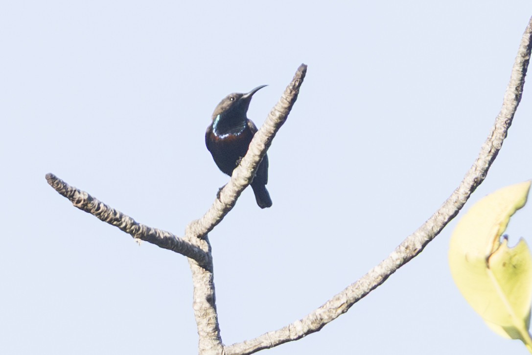 Flores Sea Sunbird - ML645303503