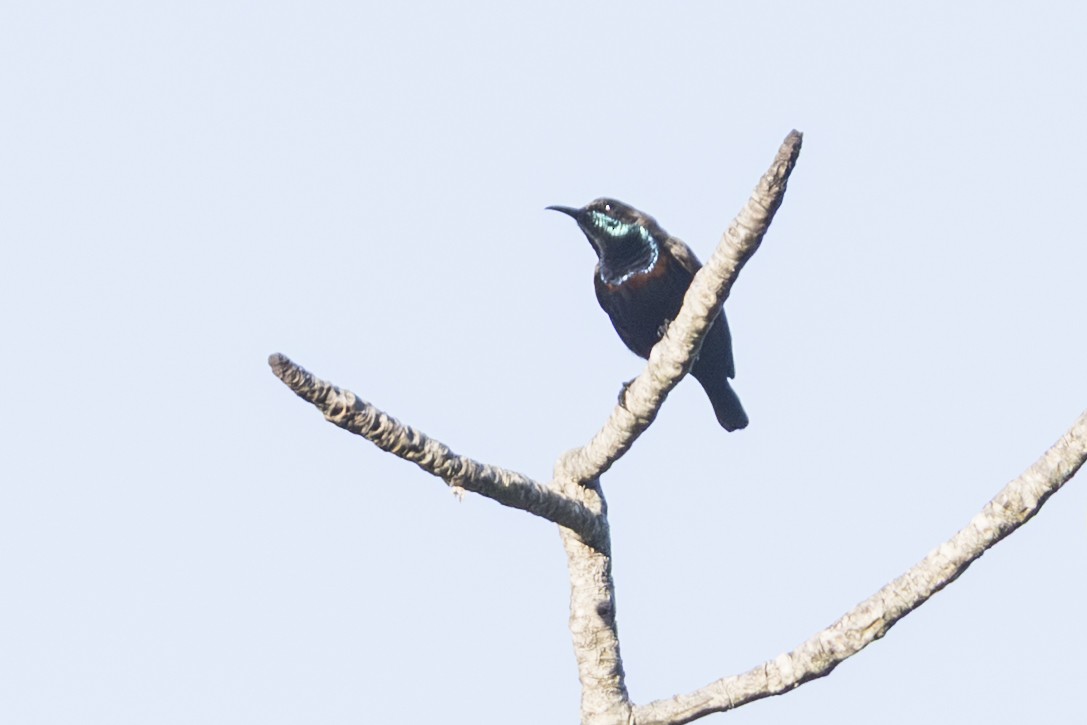 Flores Sea Sunbird - ML645303504