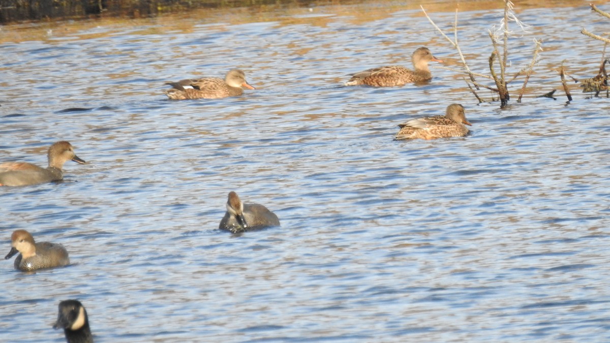 Нерозень - ML645303506