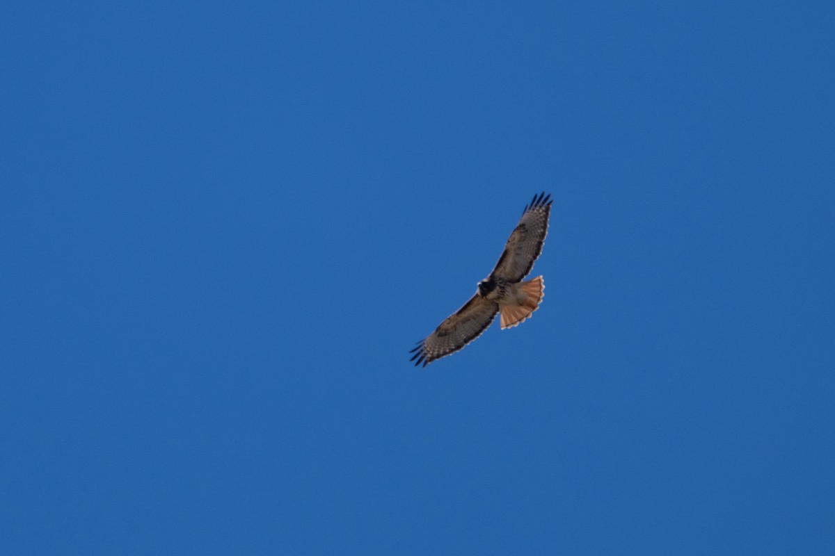 Red-tailed Hawk - ML645303510