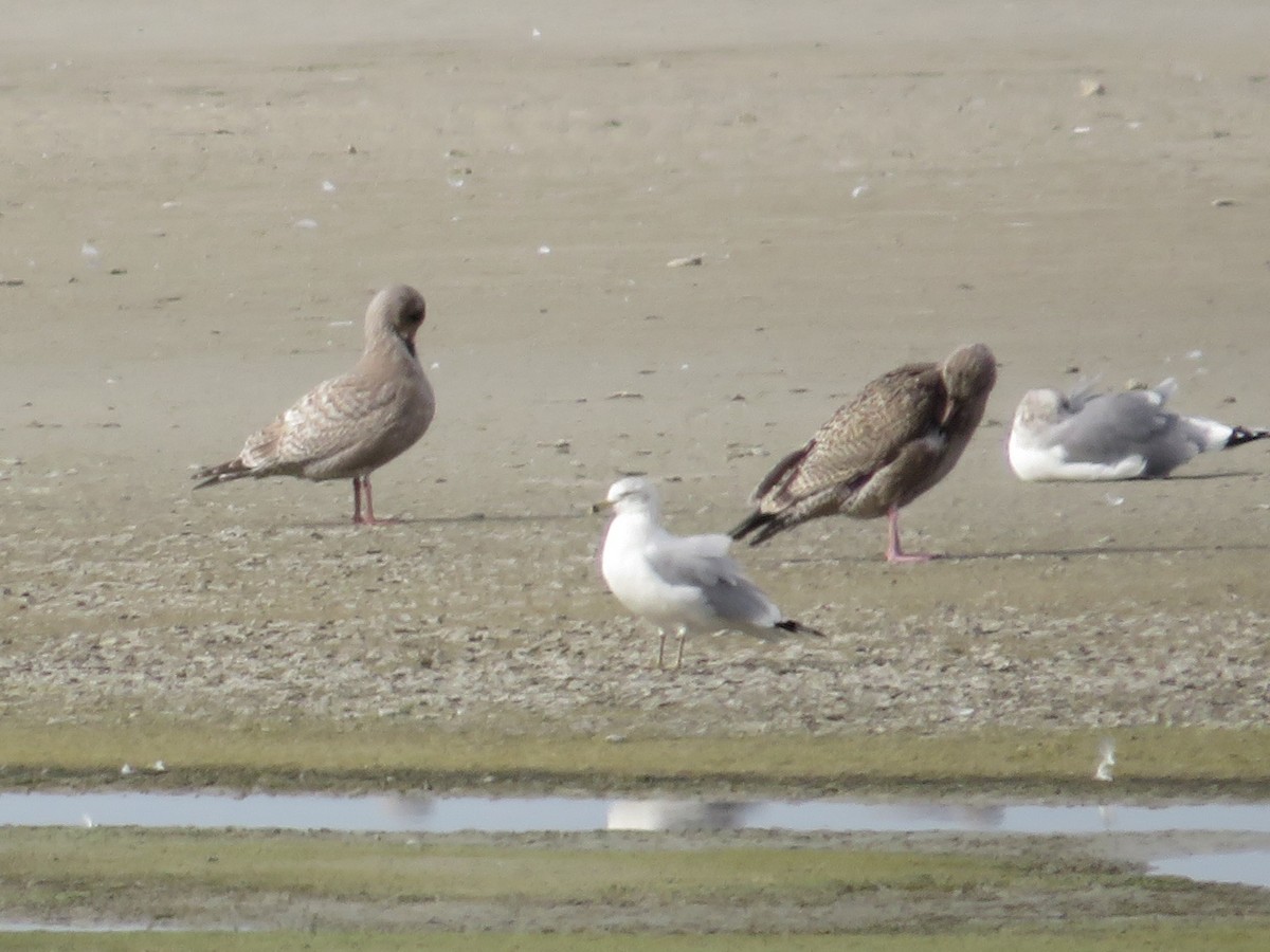 Iceland Gull (Thayer's) - ML645303518