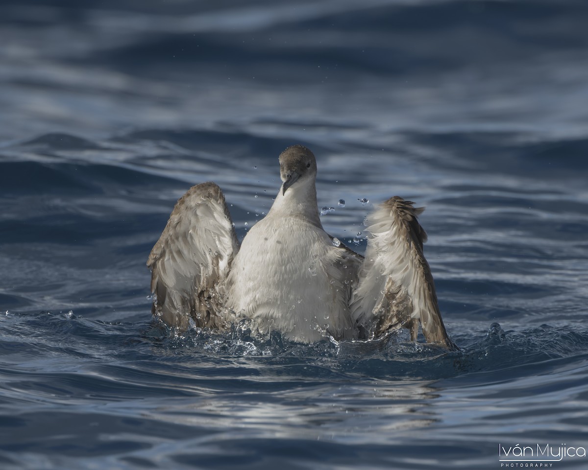 Wedge-tailed Shearwater - ML645303519
