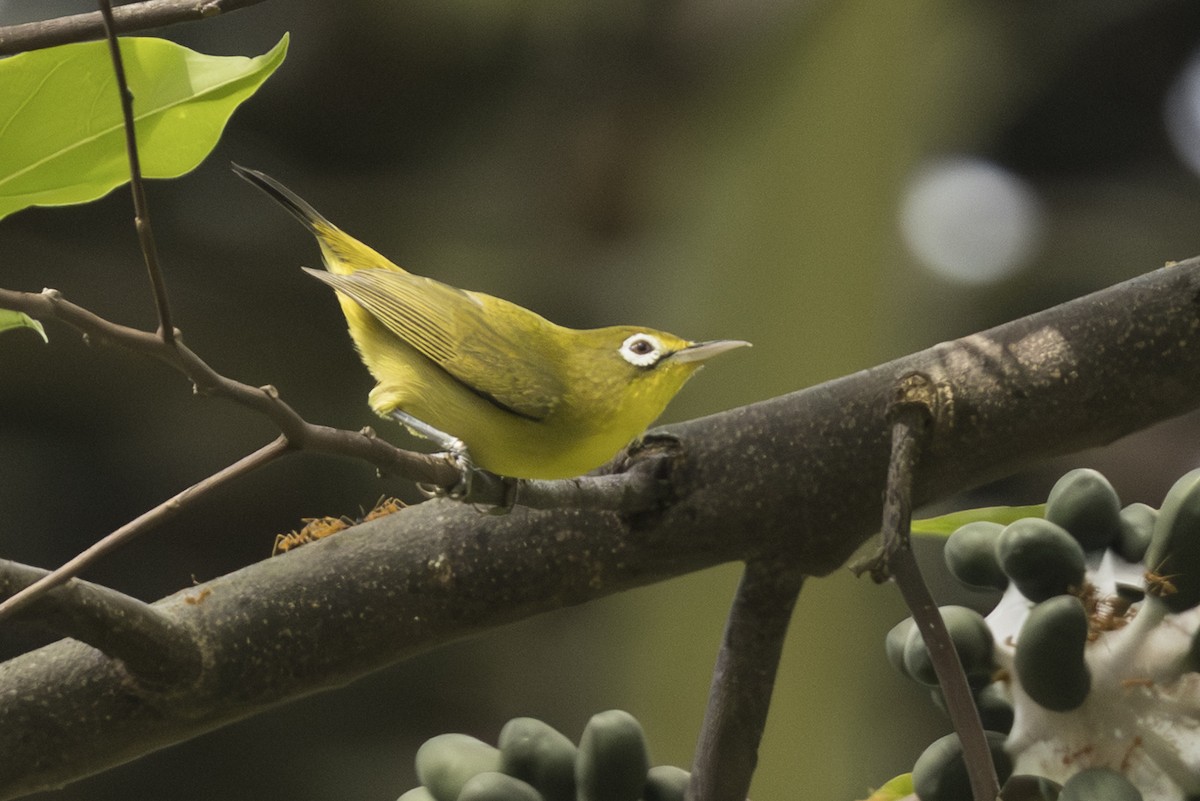 Lemon-bellied White-eye - ML645303520
