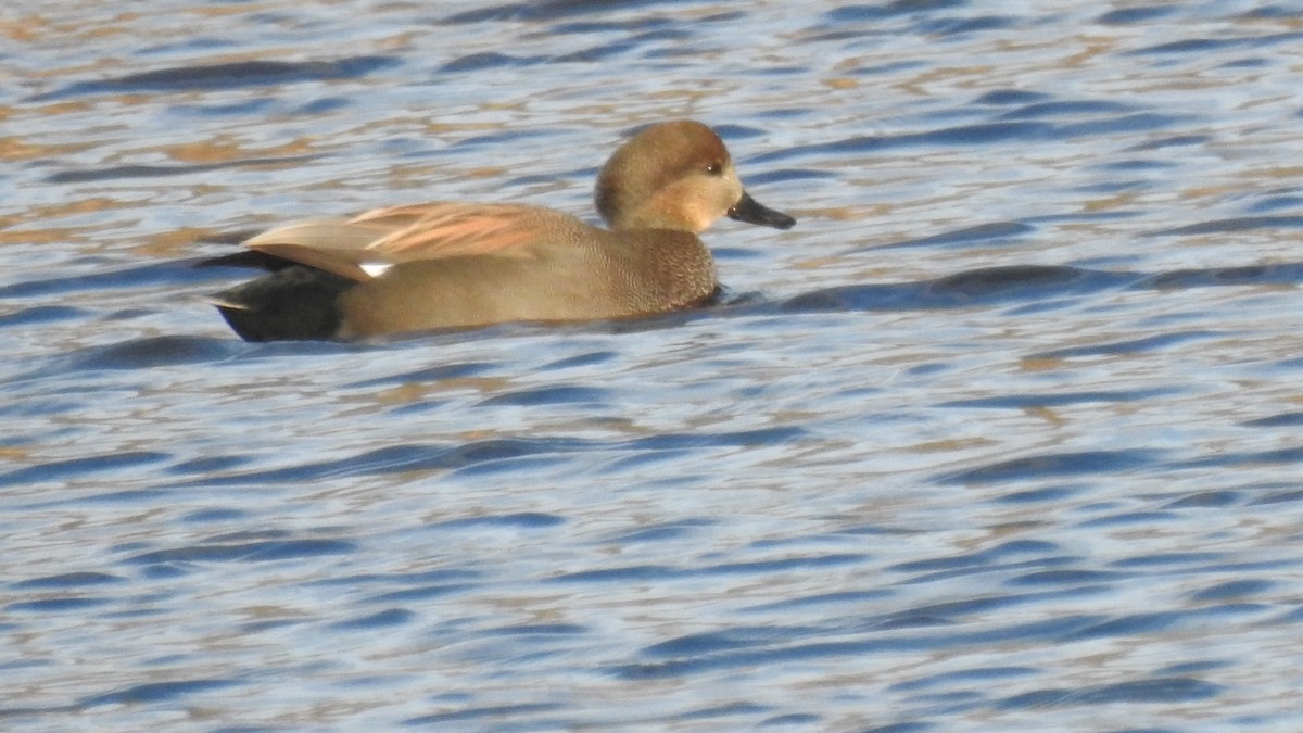 Нерозень - ML645303521