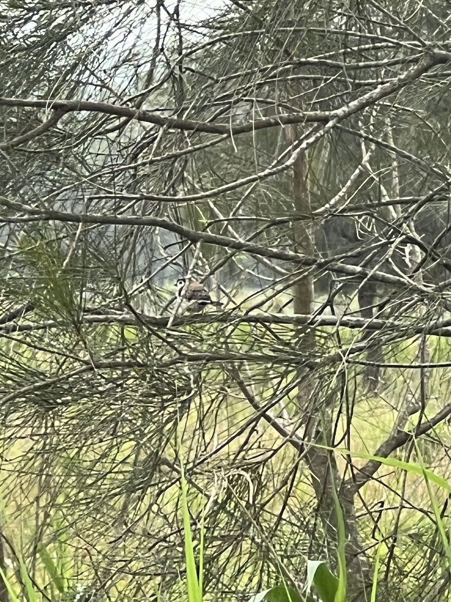 Double-barred Finch - ML645303522