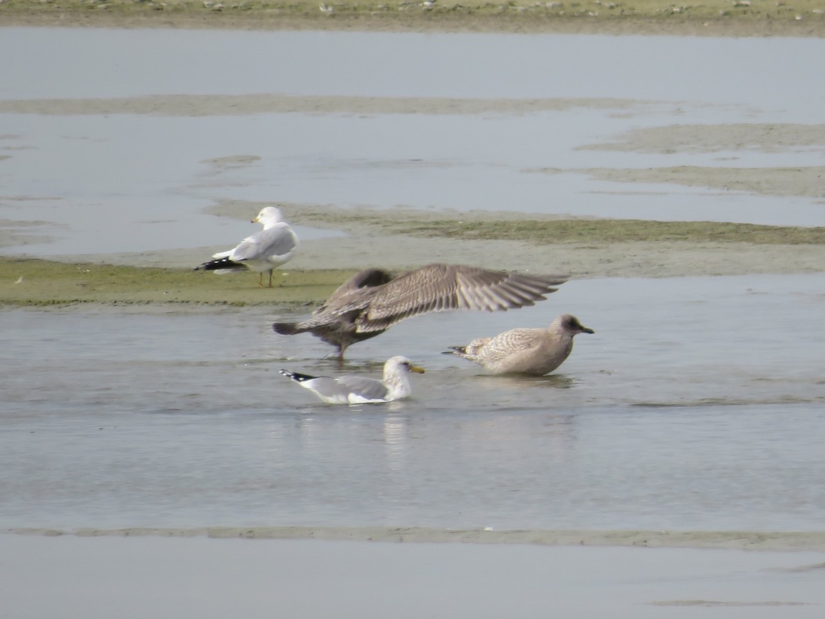 Iceland Gull (Thayer's) - ML645303523