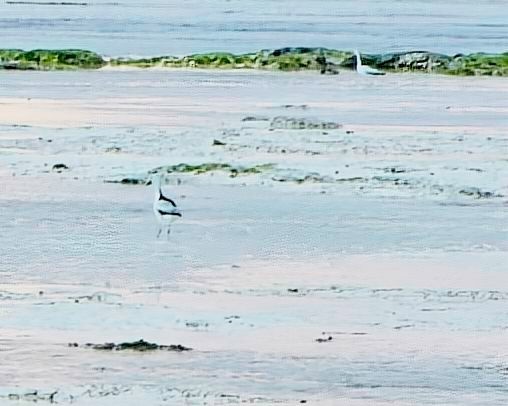 pobřežník černobílý - ML645303526