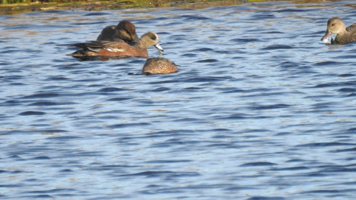 Свищ американський - ML645303527