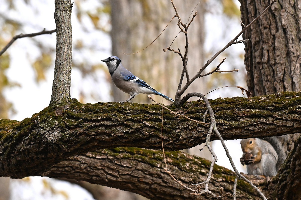 Blue Jay - ML645303540