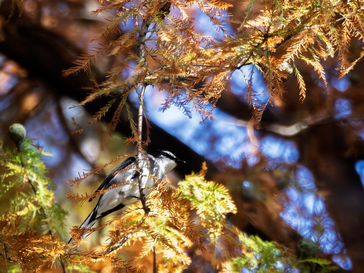 Ryukyu Minivet - ML645303547