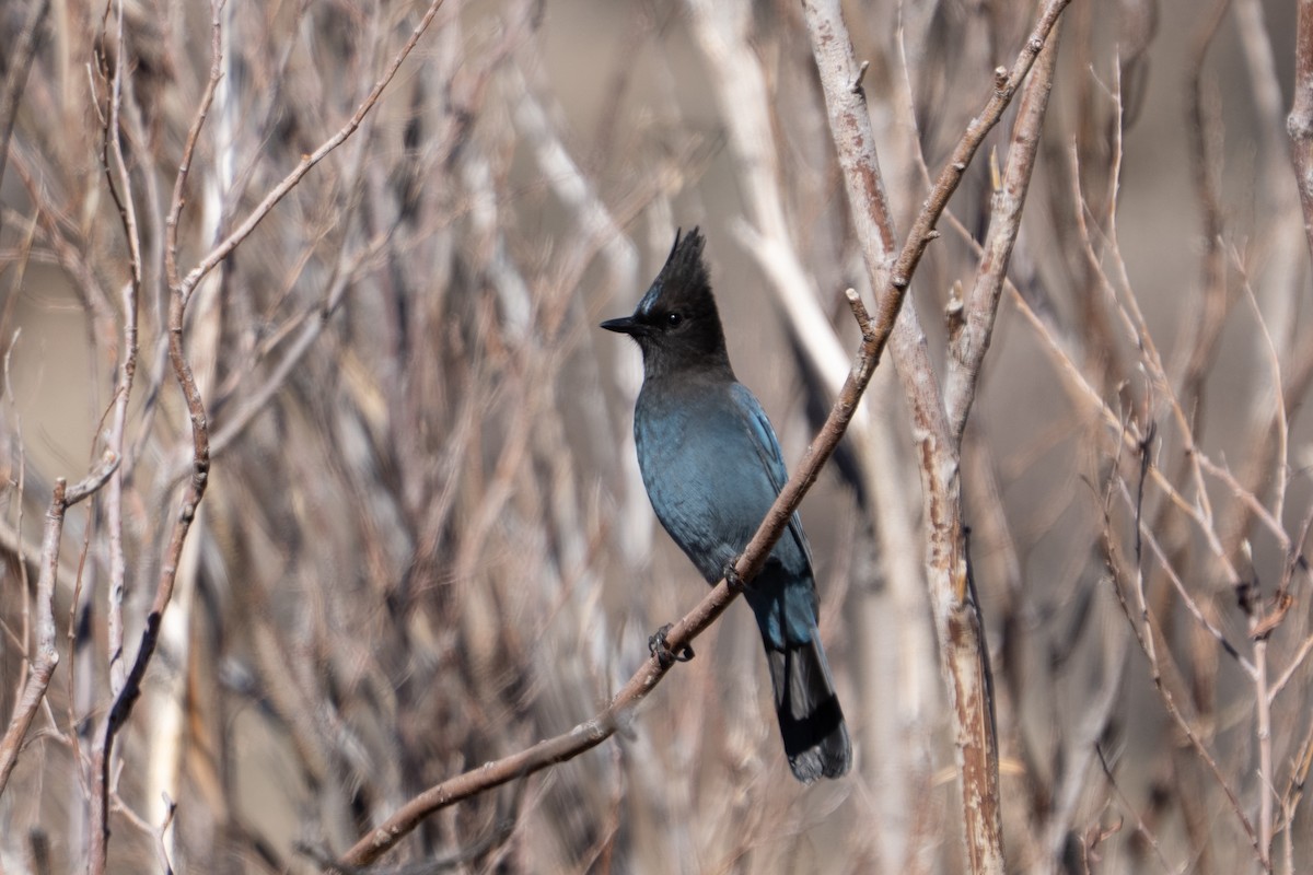 Steller's Jay - ML645303549