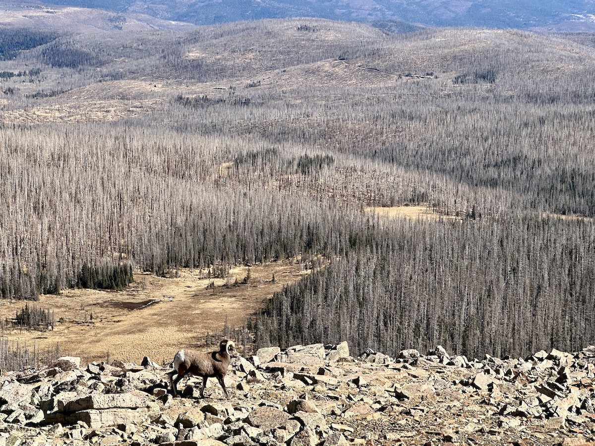 Animals - ML645303574