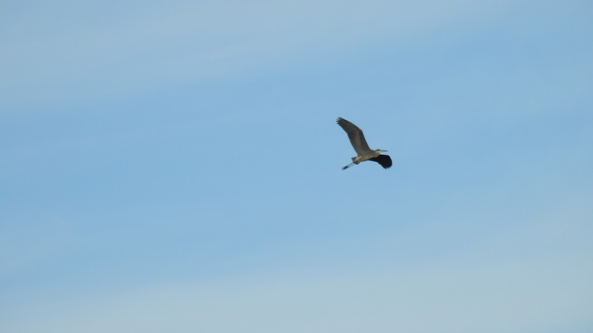 Great Blue Heron - ML645303578