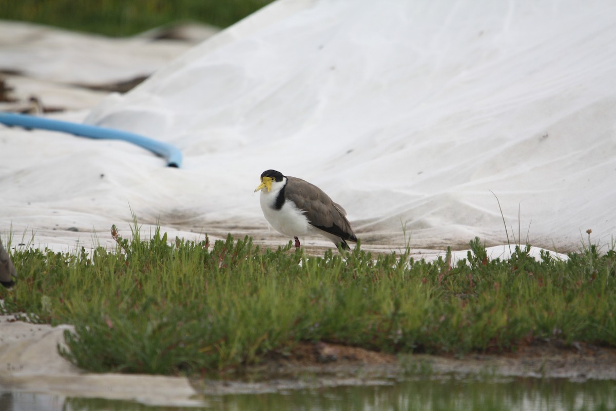 Masked Lapwing - ML645303579