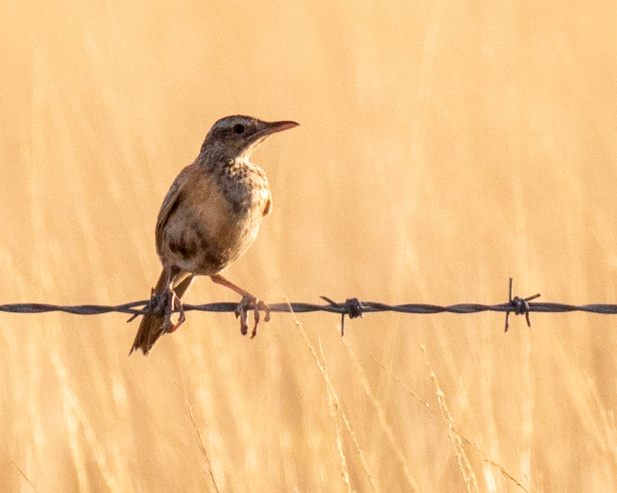 Brown Songlark - ML645303583
