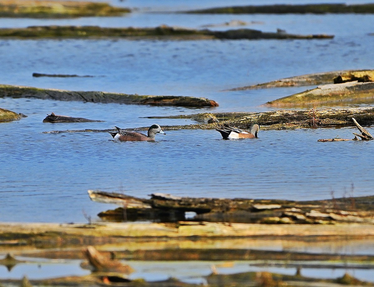 Свищ американський - ML645303584