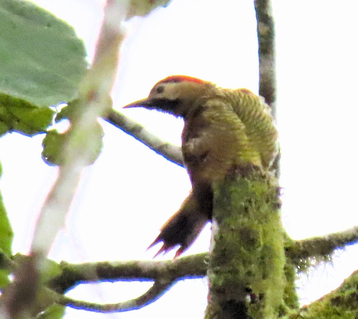 Golden-olive Woodpecker - ML645303595