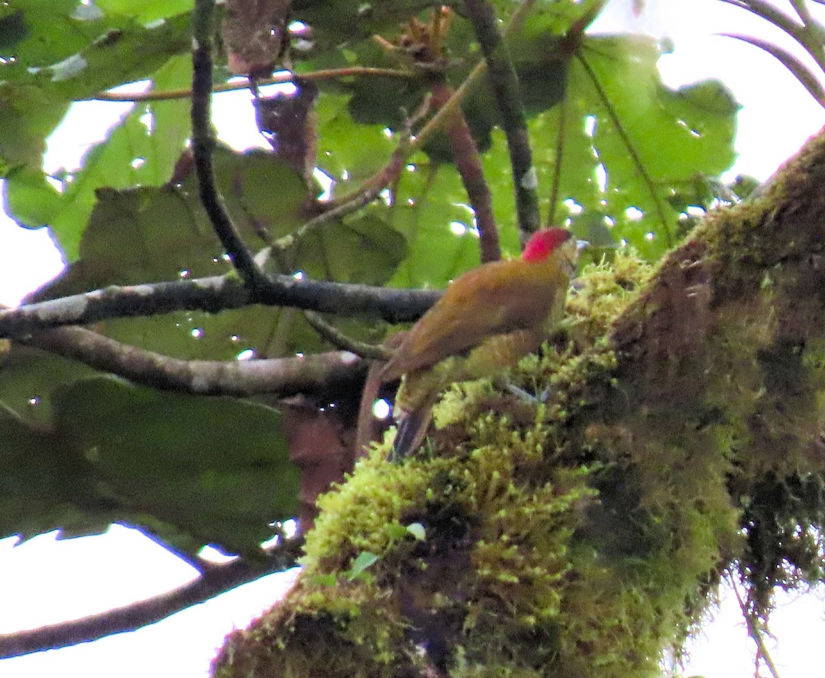 Golden-olive Woodpecker - ML645303596