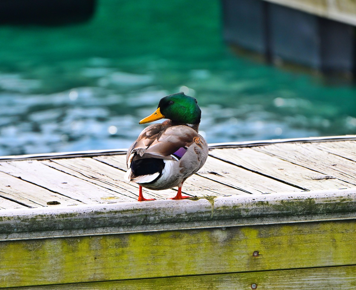 Mallard - ML645303623