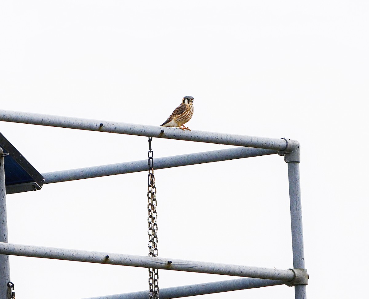 American Kestrel - ML645303626