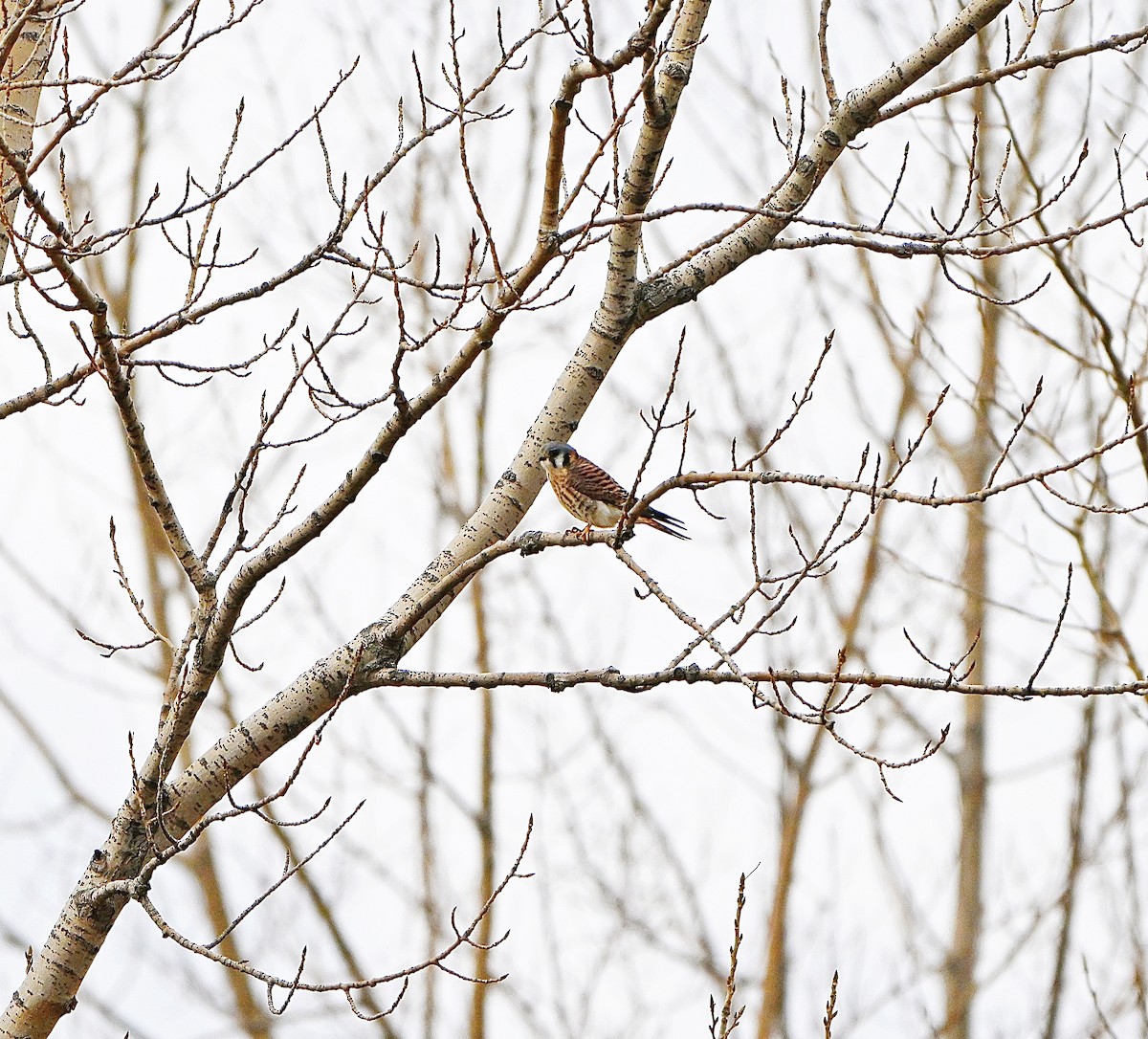 American Kestrel - ML645303627