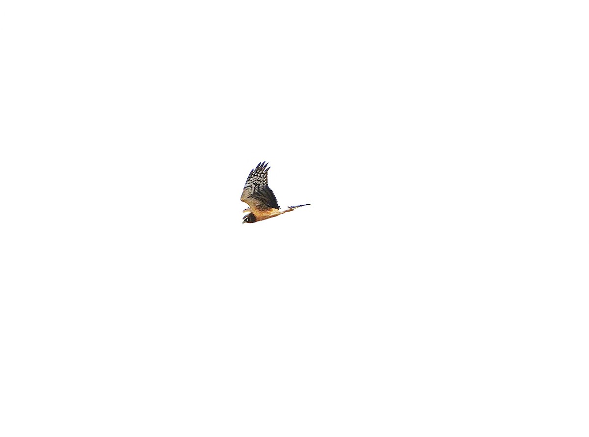 Northern Harrier - ML645303634