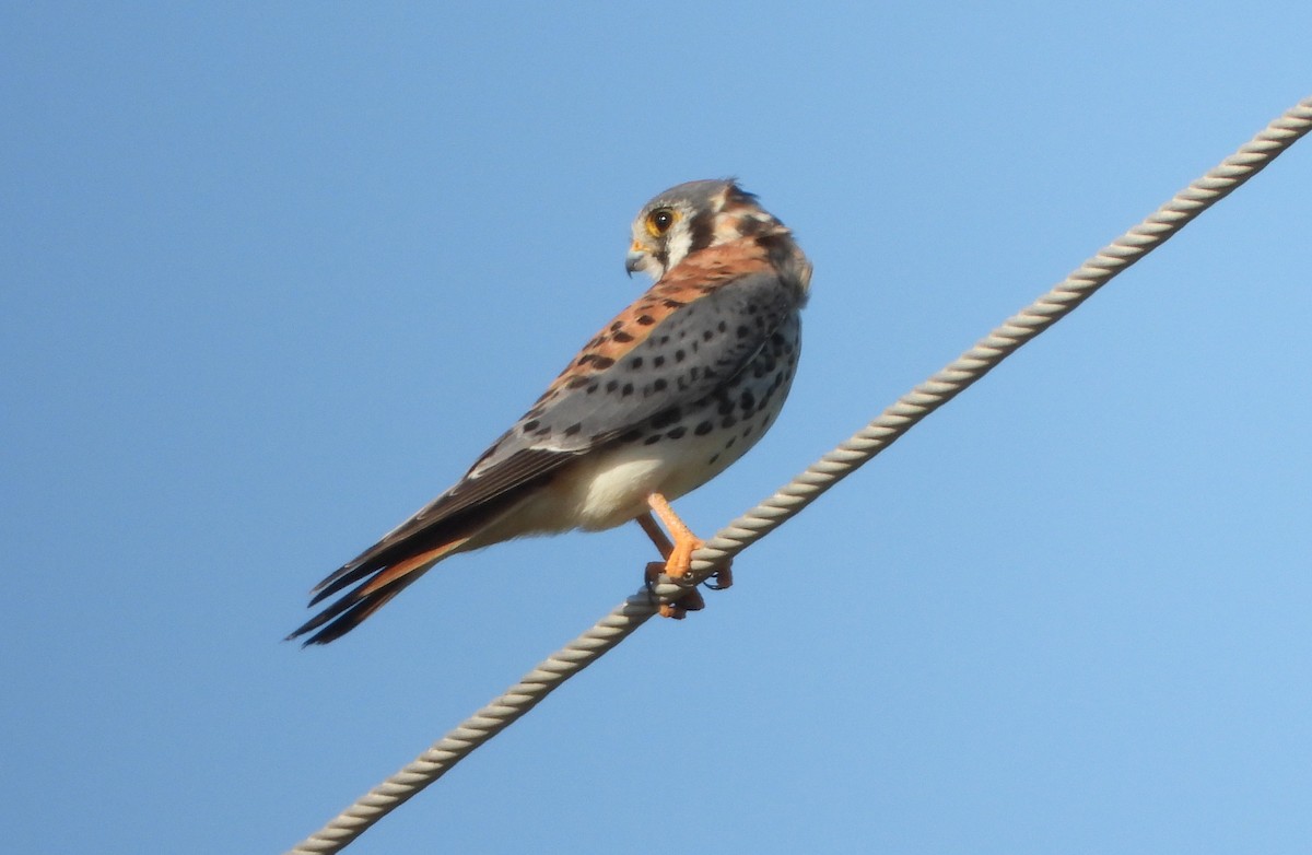 American Kestrel - ML645303636